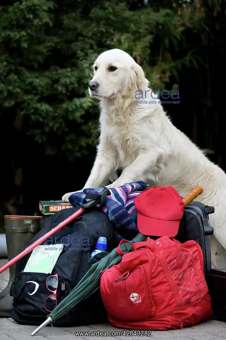  : Dog - Golden Retriever waiting by luggage