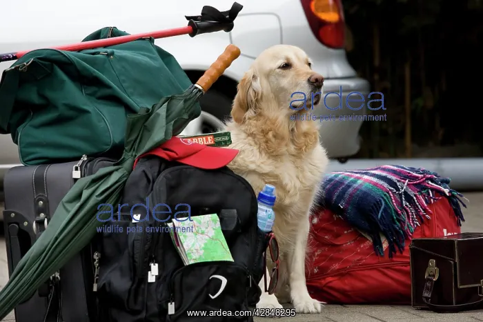  : Dog - Golden Retriever waiting by luggage