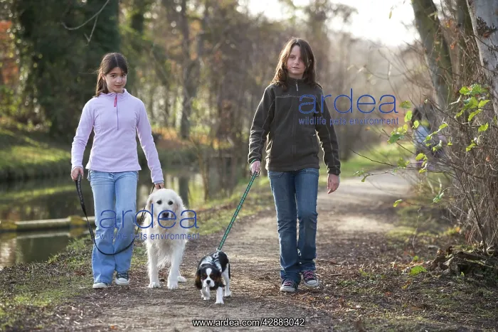  : Dog - Golden Retriever on walk with two girls