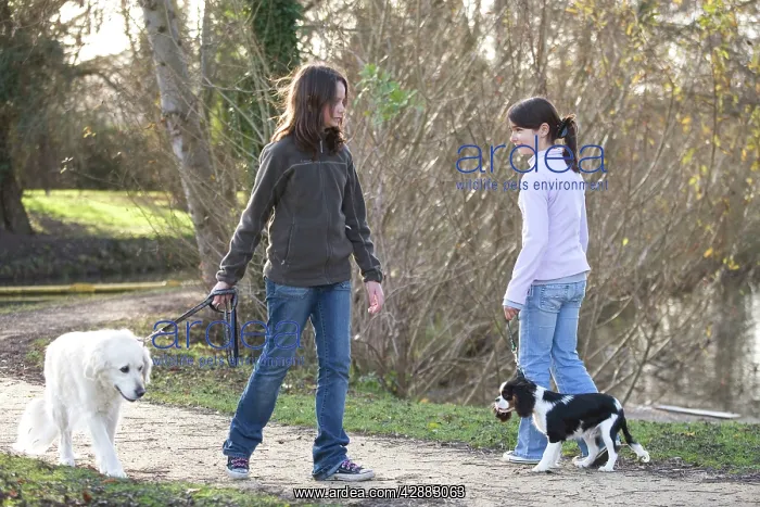  : Dog - Golden Retriever on walk with two girls