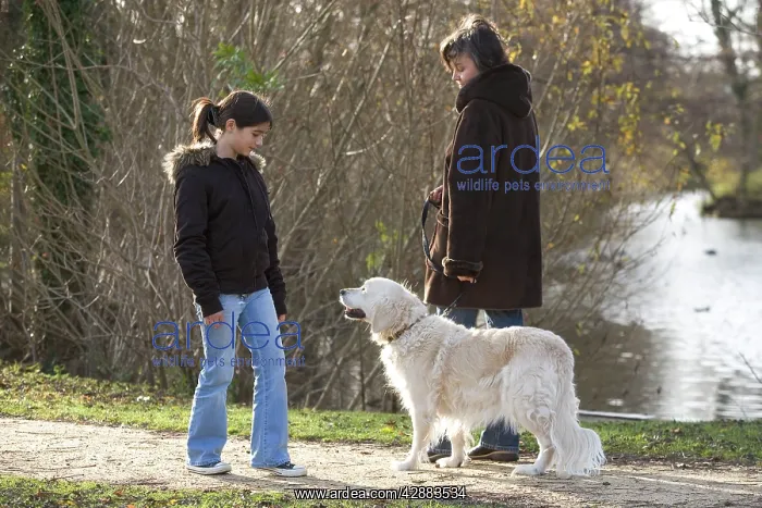 : Dog - golden retriever on walk with woman passing : Dog - golden retriever on walk with woman passing