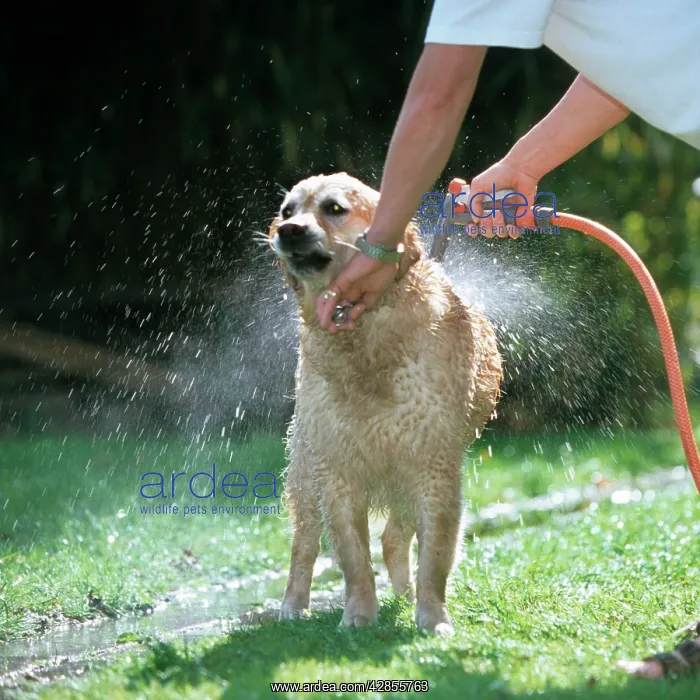 : Dog - Golden Retriever being washed down with water : Dog - Golden Retriever being washed down with water
