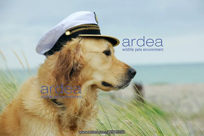 : DOG. Golden retriever wearing captains hat : DOG. Golden retriever wearing captains hat