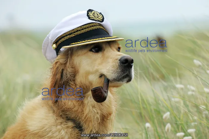  : DOG. Golden retriever wearing captains hat smoking a pipe