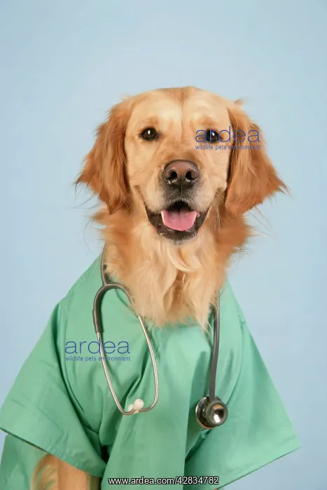 : Dog. Golden Retriever wearing doctors outfit : Dog. Golden Retriever wearing doctors outfit