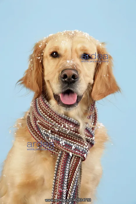  : Dog. Golden Retriever wearing scarf in snow