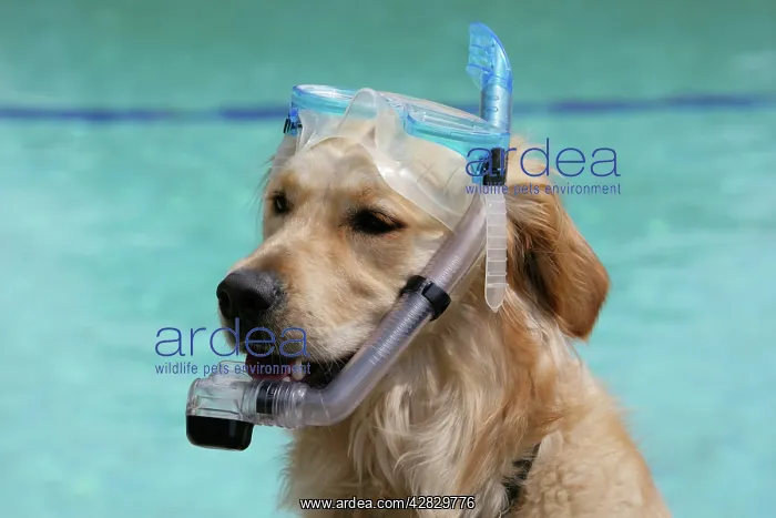  : Dog - Golden retriever wearing a snorkel