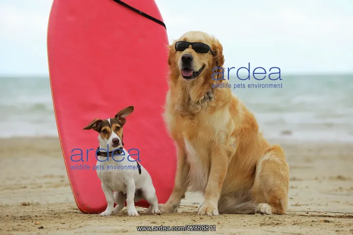 : DOG. Golden retriever wearing sunglasses and jack : DOG. Golden retriever wearing sunglasses and jack