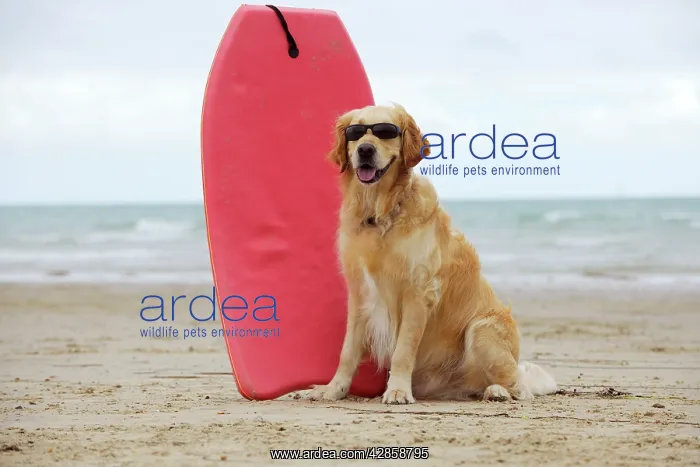 : DOG. Golden retriever wearing sunglasses next to surf board : DOG. Golden retriever wearing sunglasses next to surf board