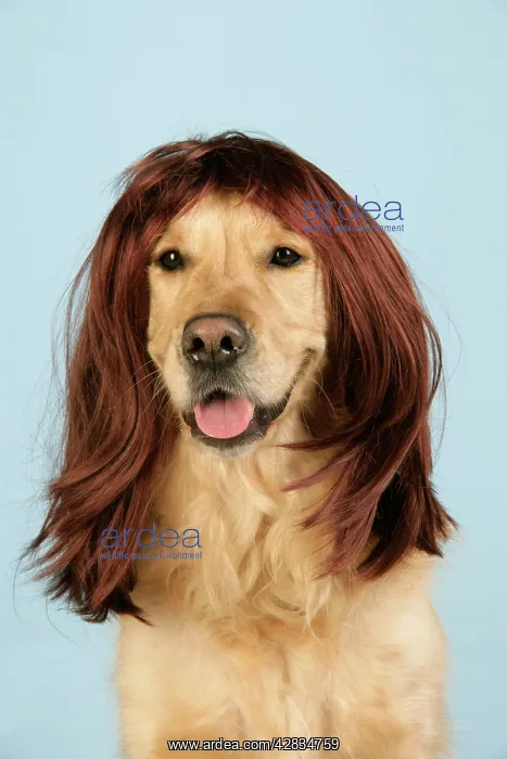 : Dog. Golden Retriever wearing wig : Dog. Golden Retriever wearing wig