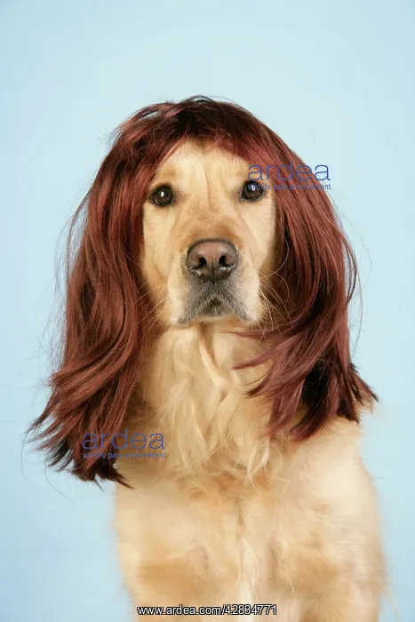 : Dog. Golden Retriever wearing wig : Dog. Golden Retriever wearing wig