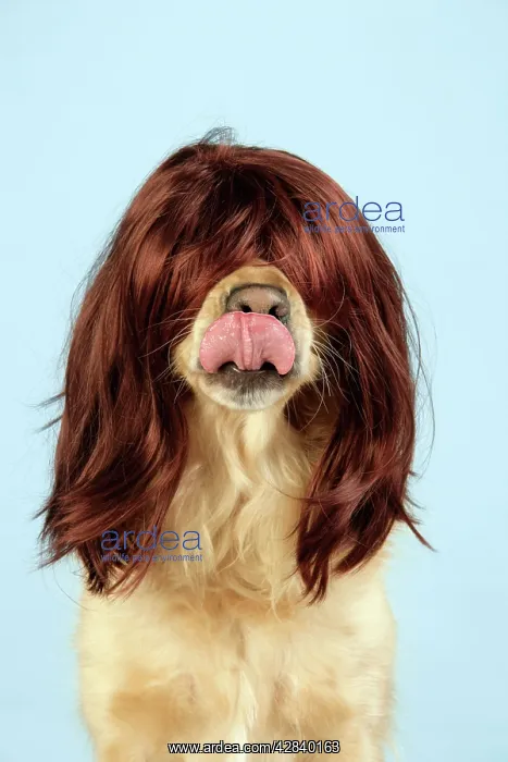  : Dog. Golden Retriever wearing wig