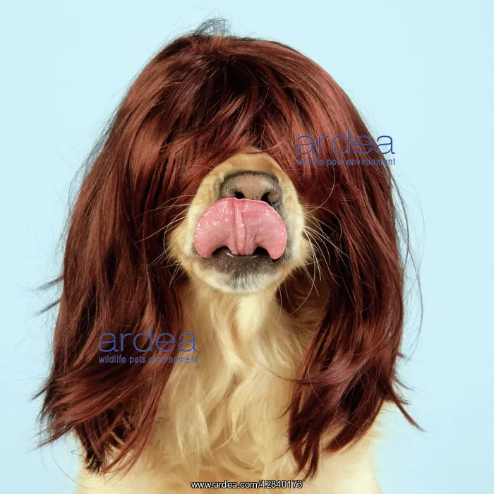 : Dog. Golden Retriever wearing wig : Dog. Golden Retriever wearing wig