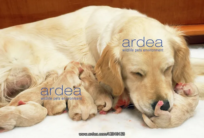 : Dog - Golden Retriever - whelping puppies 1 hour : Dog - Golden Retriever - whelping puppies 1 hour