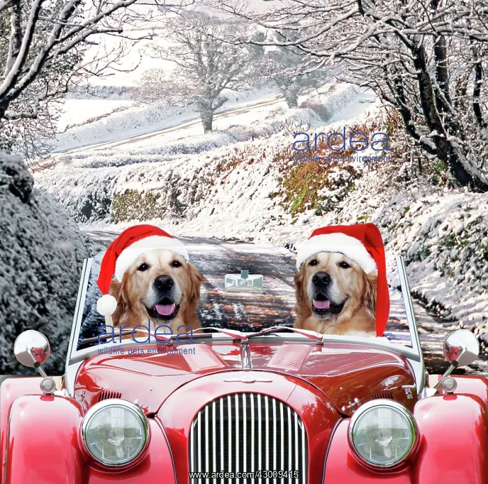 : Dog - Golden Retrievers : Dog - Golden Retrievers