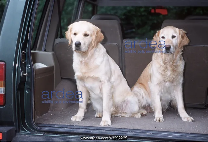 : DOG - GOLDEN RETRIEVERS - IN BACK OF CAR X2 : DOG - GOLDEN RETRIEVERS - IN BACK OF CAR X2