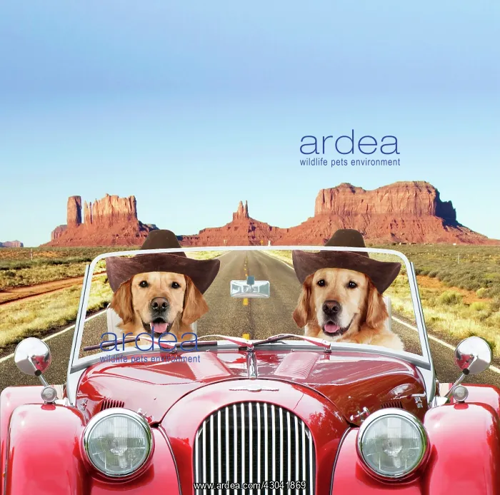 : Dog - Golden Retrievers driving car through desert : Dog - Golden Retrievers driving car through desert