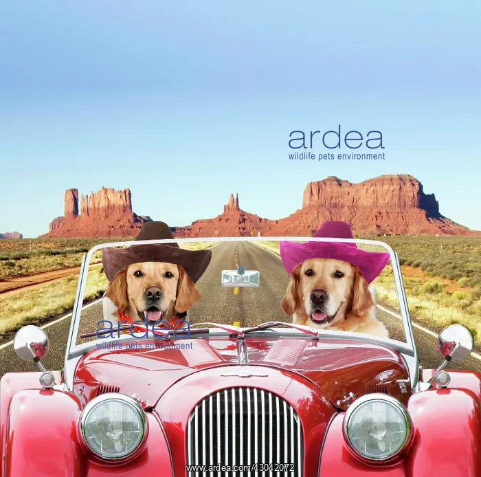 : Dog - Golden Retrievers driving car through desert : Dog - Golden Retrievers driving car through desert