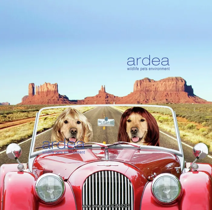 : Dog - Golden Retrievers driving car through desert scene : Dog - Golden Retrievers driving car through desert scene