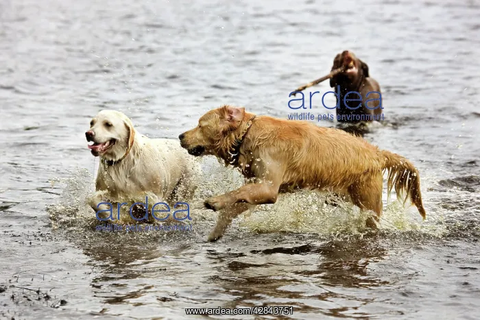  : Dog - Golden Retrievers playing in pond with stick