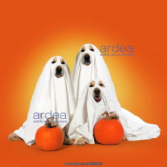 : DOG, Golden Retrievers with pumpkins, wearing sheets, ghosts : DOG, Golden Retrievers with pumpkins, wearing sheets, ghosts