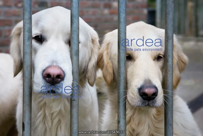  : Dog - Golden Retrievers sitting down behind bars