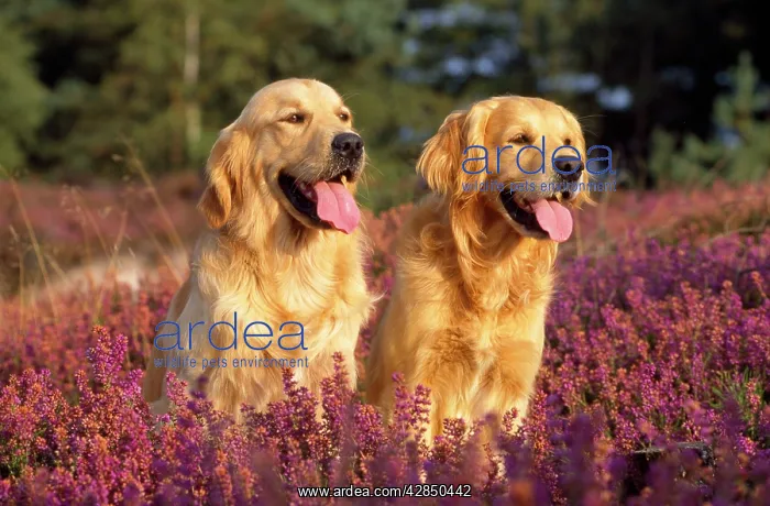 : DOG - Golden Retrievers, standing in heather, tongues out : DOG - Golden Retrievers, standing in heather, tongues out