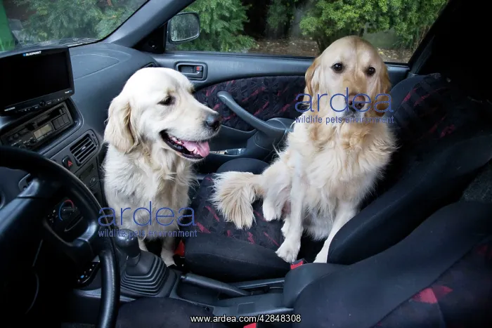  : Dog - Golden Retrievers waiting in car