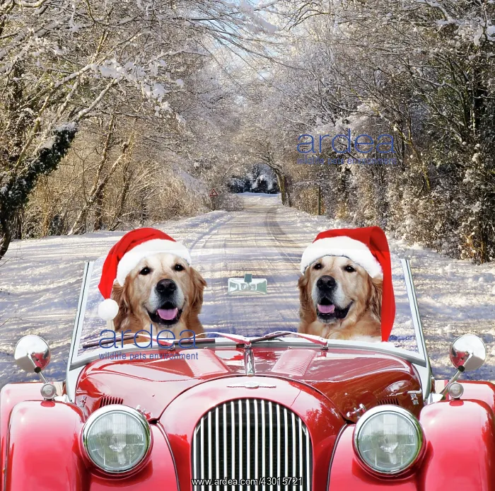 : Dog Golden Retrievers wearing Christmas hats driving : Dog Golden Retrievers wearing Christmas hats driving