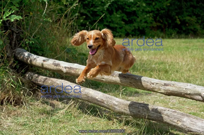: Dog - Golden Springer Spaniel - jumping over wooden poles : Dog - Golden Springer Spaniel - jumping over wooden poles