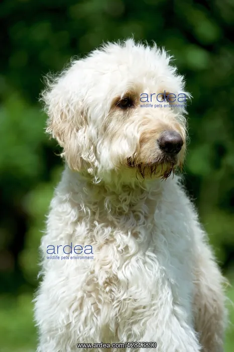 : DOG - Goldendoodle (head shot) : DOG - Goldendoodle (head shot)