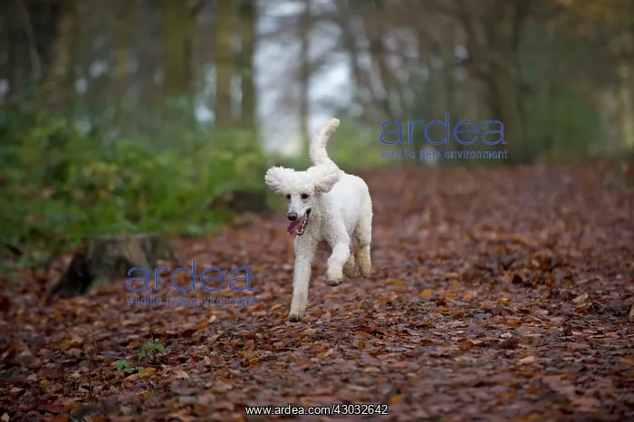 : Dog Goldendoodle jumping / running mouth open in woodland autumn : Dog Goldendoodle jumping / running mouth open in woodland autumn