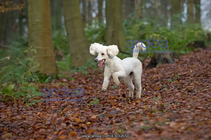 : Dog Goldendoodle jumping / running mouth open in woodland autumn : Dog Goldendoodle jumping / running mouth open in woodland autumn