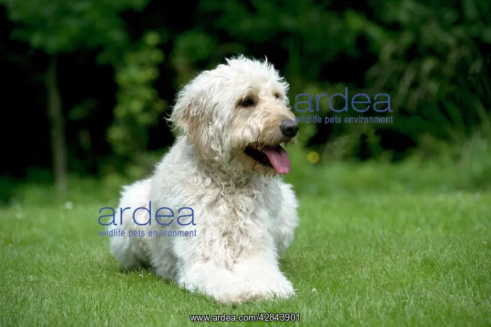 : DOG - Goldendoodle laying in garden : DOG - Goldendoodle laying in garden