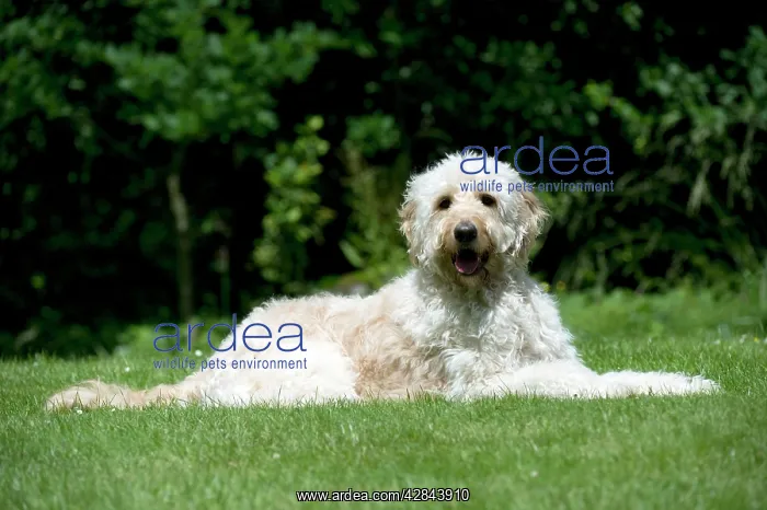 : DOG - Goldendoodle laying in garden : DOG - Goldendoodle laying in garden