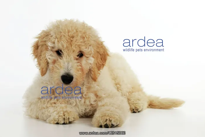 : DOG Goldendoodle puppy laying down : DOG Goldendoodle puppy laying down