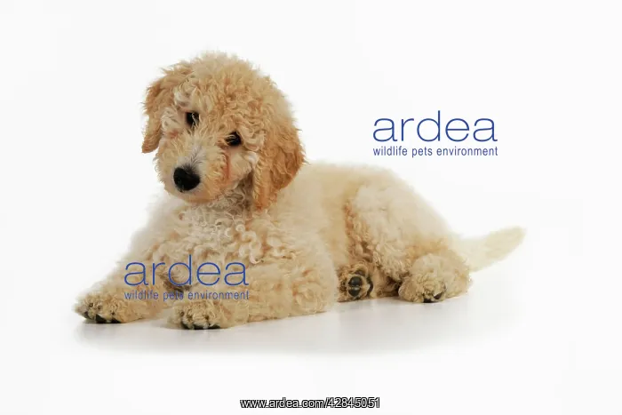 : DOG Goldendoodle puppy laying down : DOG Goldendoodle puppy laying down