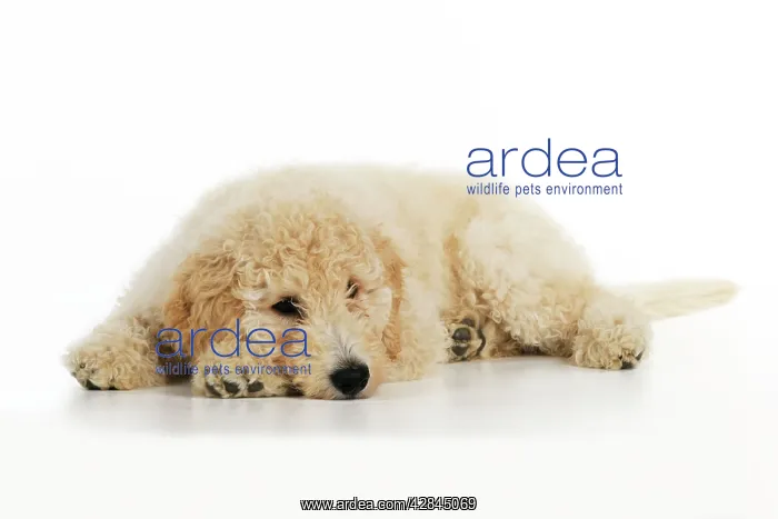 : DOG Goldendoodle puppy laying down : DOG Goldendoodle puppy laying down