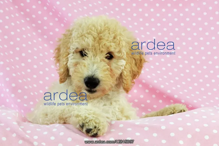 : DOG Goldendoodle puppy on pink background : DOG Goldendoodle puppy on pink background