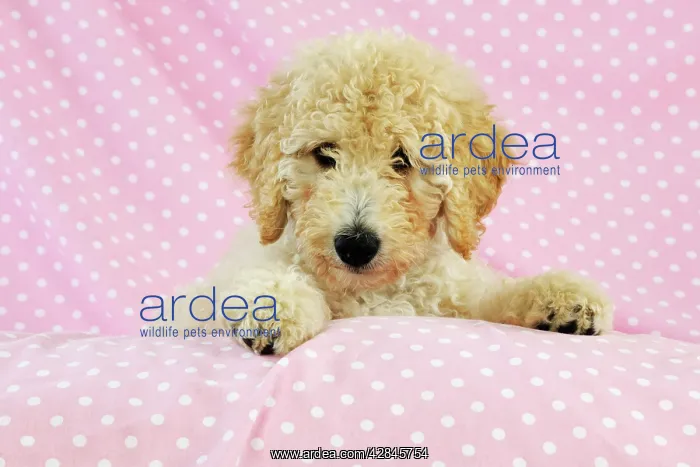 : DOG. Goldendoodle puppy on pink background : DOG. Goldendoodle puppy on pink background