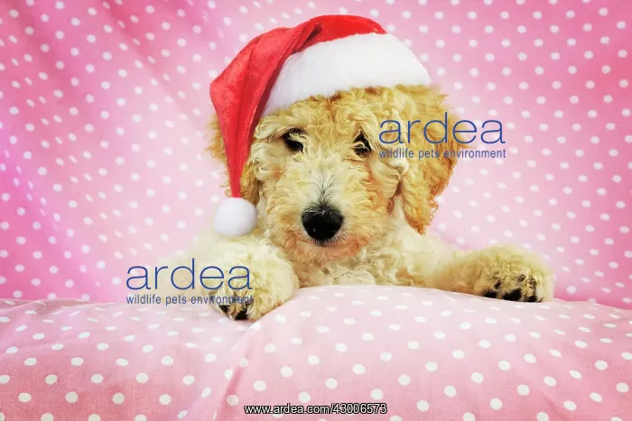 : DOG - Goldendoodle puppy on pink background : DOG - Goldendoodle puppy on pink background
