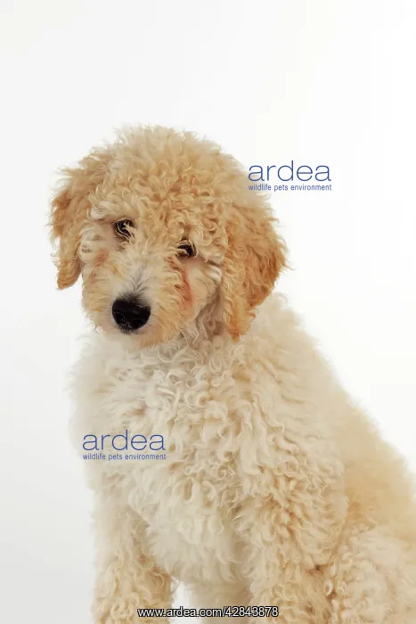 : DOG. Goldendoodle puppy sitting : DOG. Goldendoodle puppy sitting