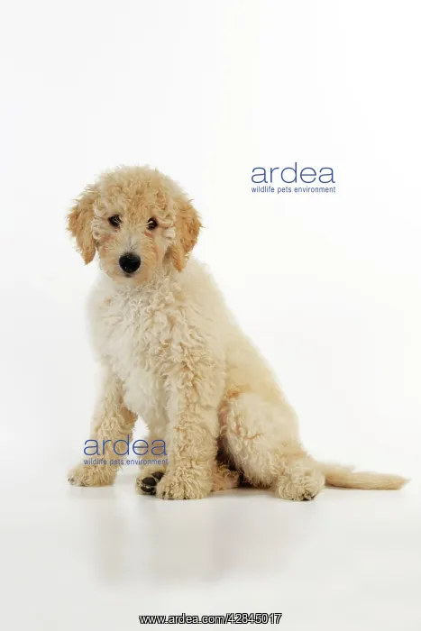 : DOG Goldendoodle puppy sitting : DOG Goldendoodle puppy sitting