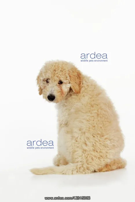 : DOG Goldendoodle puppy sitting with back to camera : DOG Goldendoodle puppy sitting with back to camera