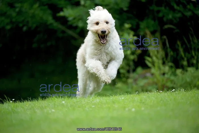 : DOG - Goldendoodle running : DOG - Goldendoodle running