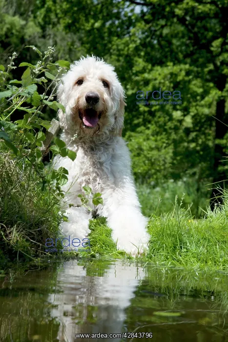  : DOG - Goldendoodle standing at the edge of a pond