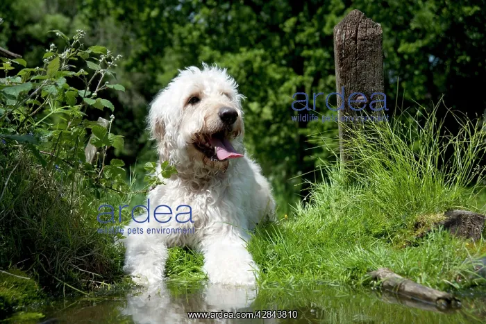  : DOG - Goldendoodle standing at the edge of a pond
