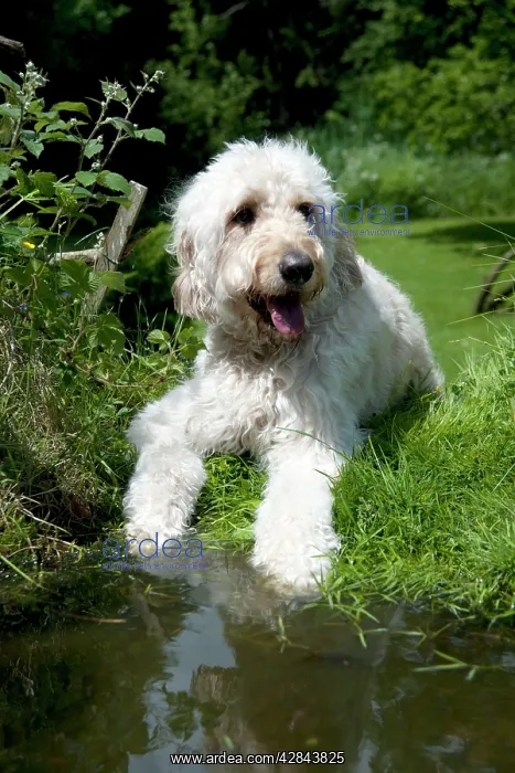  : DOG - Goldendoodle standing at the edge of a pond