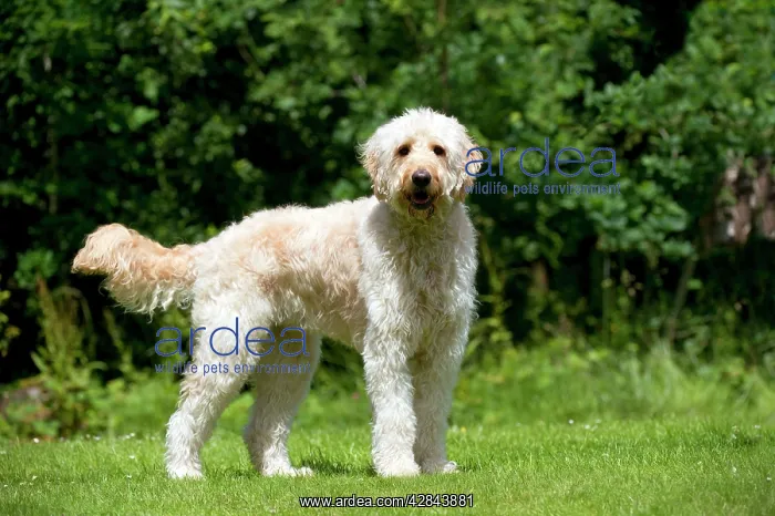 : DOG - Goldendoodle standing in garden : DOG - Goldendoodle standing in garden