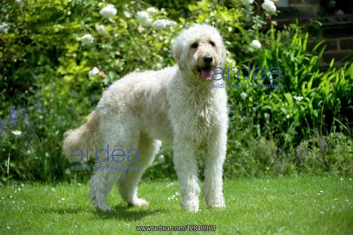 : DOG - Goldendoodle standing in garden : DOG - Goldendoodle standing in garden